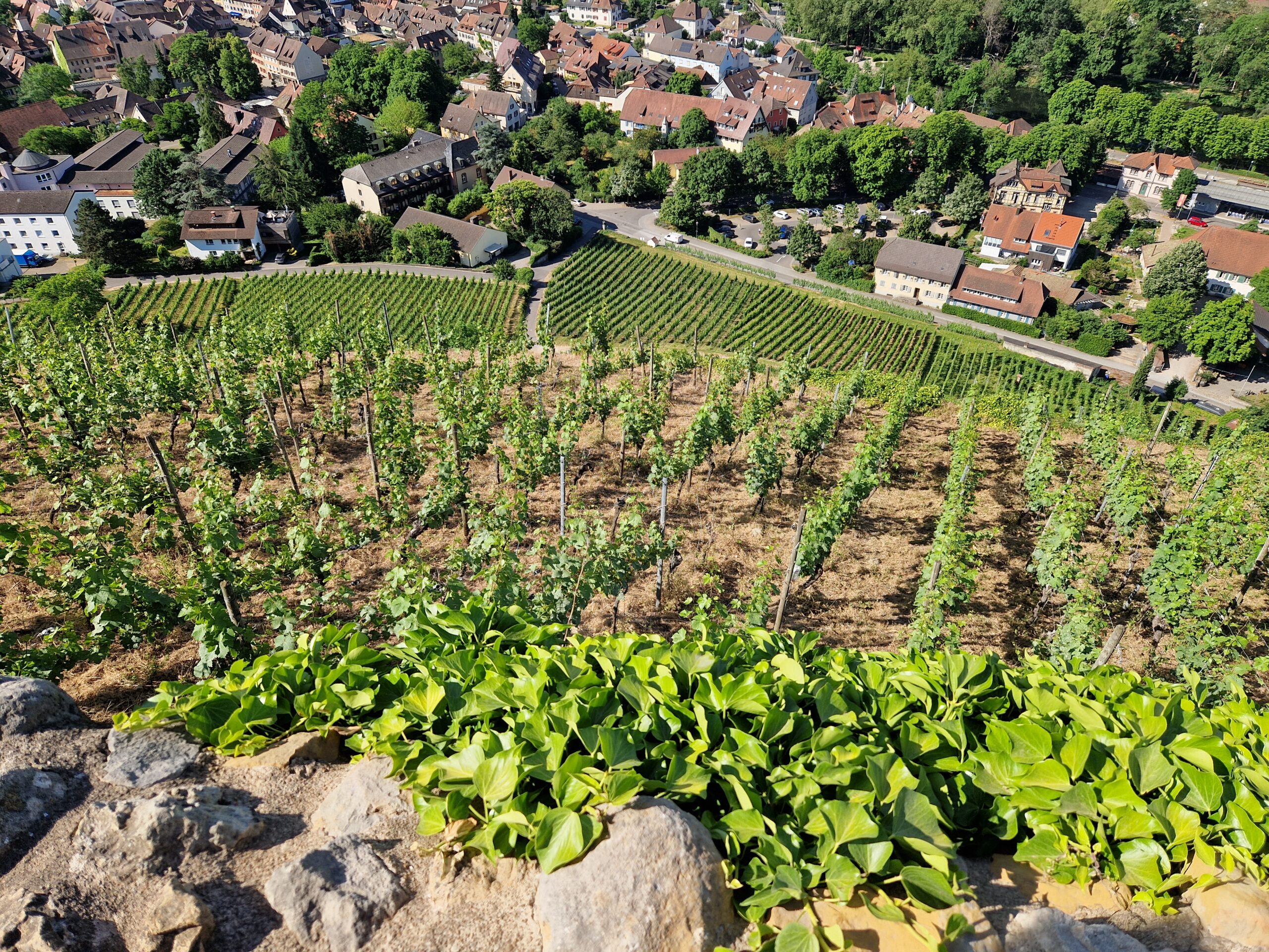 Utsikten nedover Schlossberg Staufen, en fantastisk og bratt vinmark hvor alt er håndarbeid.